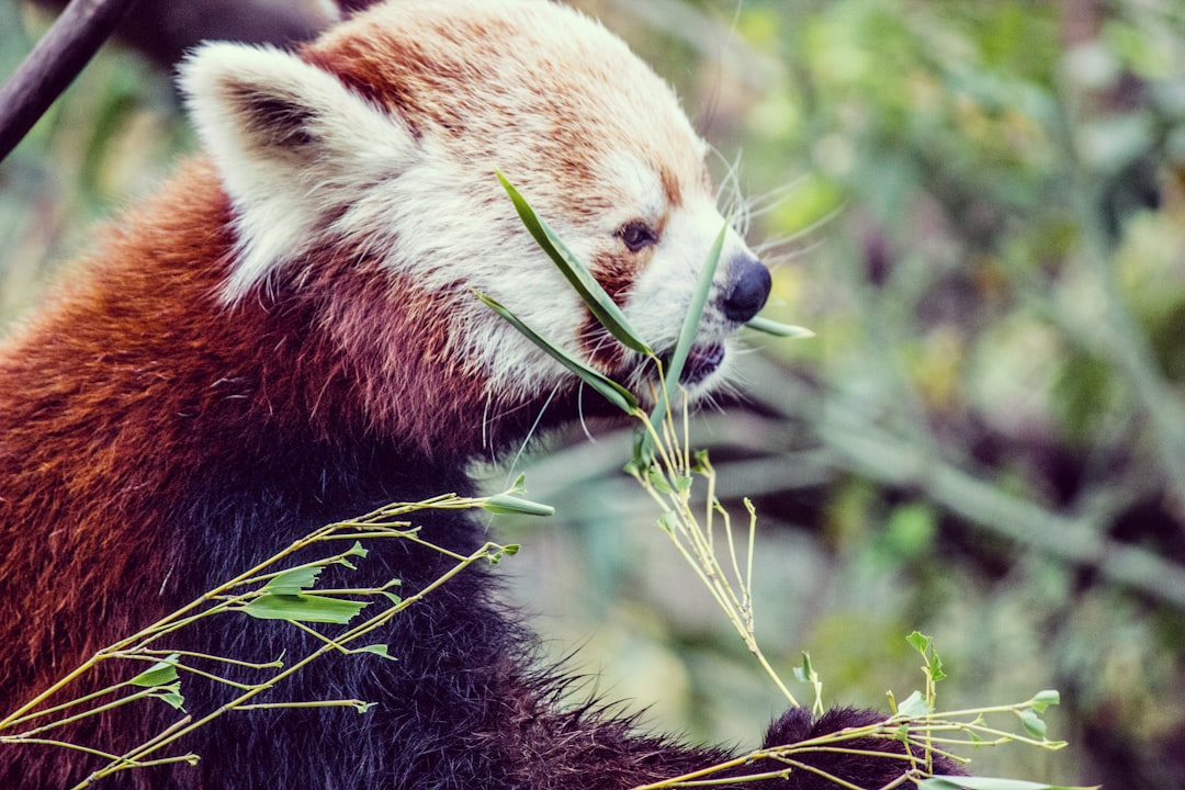 Photo Bamboo sticks